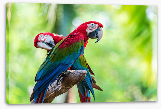 Birds