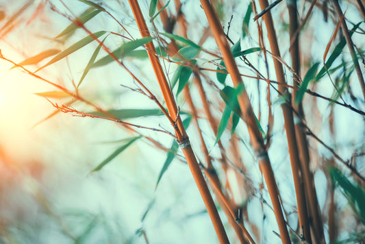 Bamboo breeze