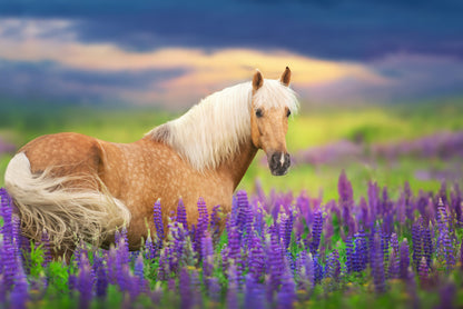 Purple lupine palomino