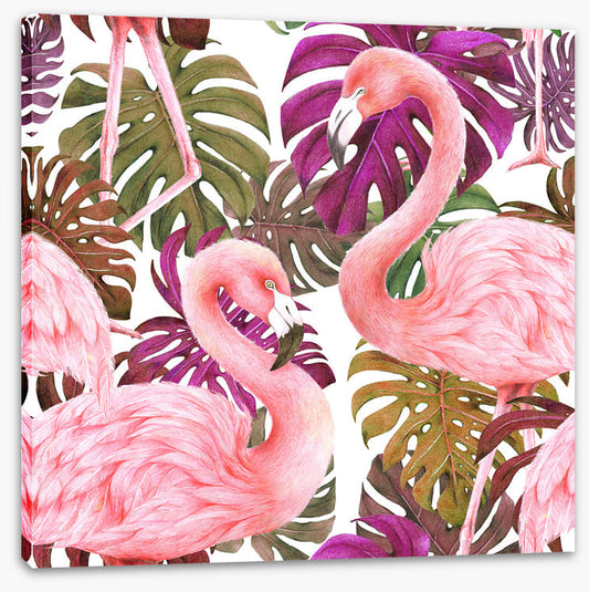 Flamingo dawn