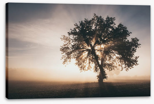 Trees