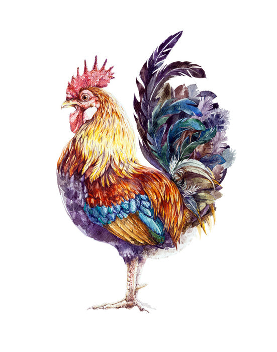 Rooster ruffles