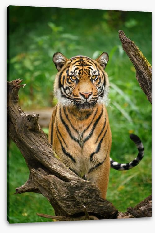 Tiger stare