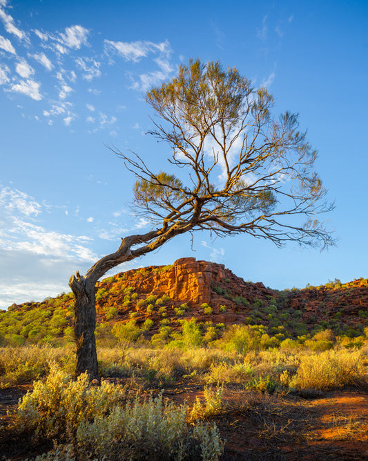 Outback