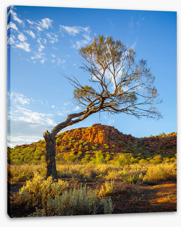 Outback