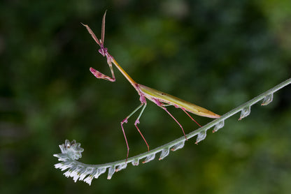 Insects