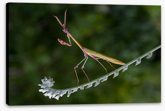 Insects