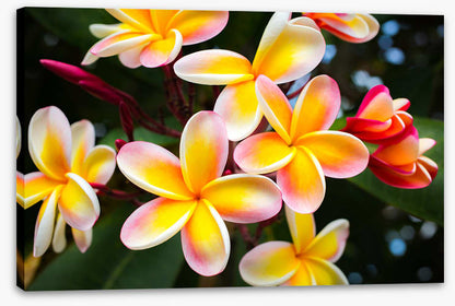 Honolulu hello