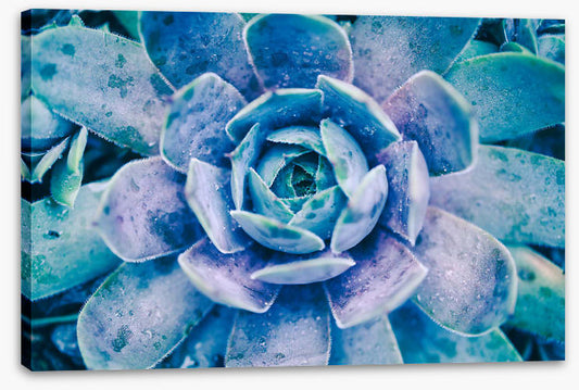 Succulent dew