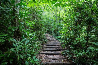 Through the rainforest