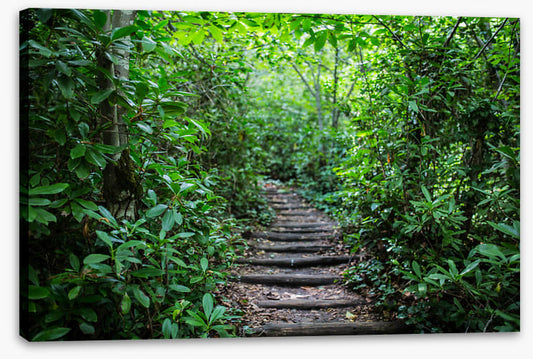 Through the rainforest