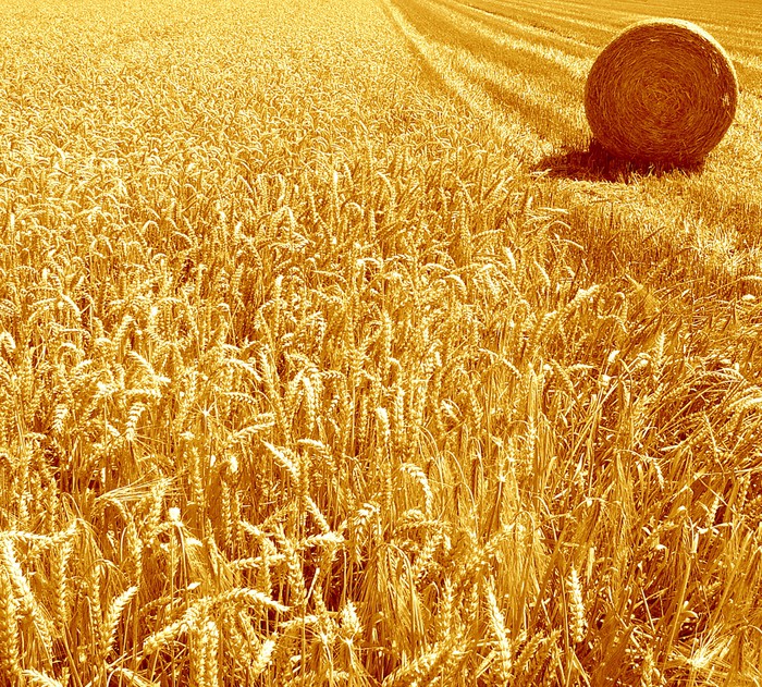 Golden harvest