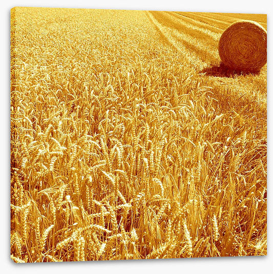 Golden harvest
