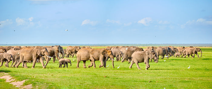 Africa