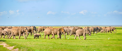 Africa