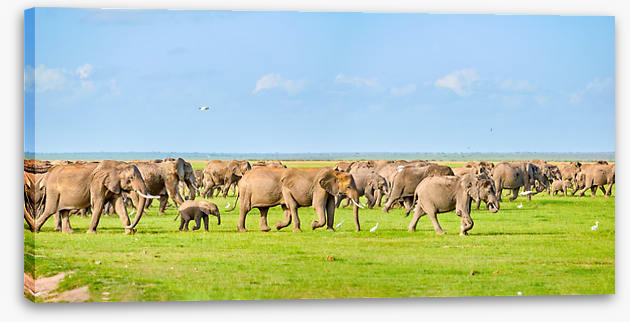 Africa