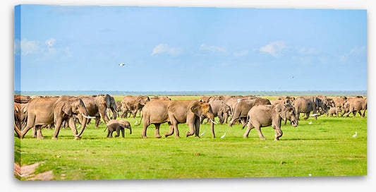 Africa