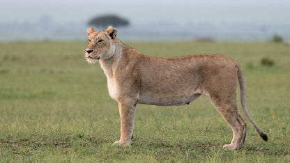 Africa