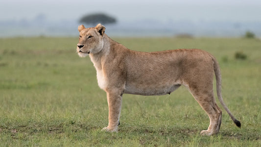 Africa
