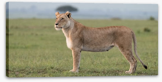 Africa