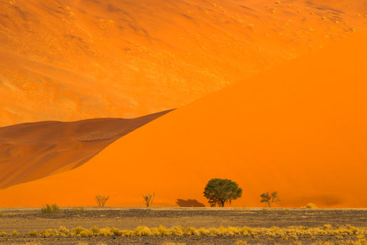 Below the dune