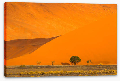 Below the dune