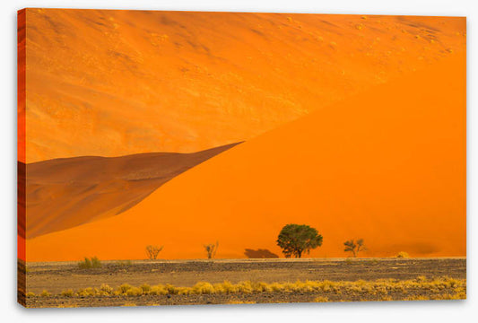 Below the dune