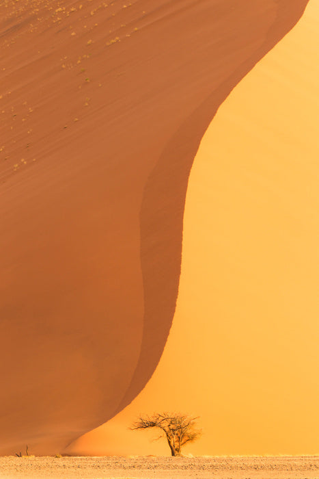Dwarfed by the dune
