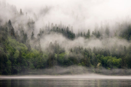 Fog from the forest