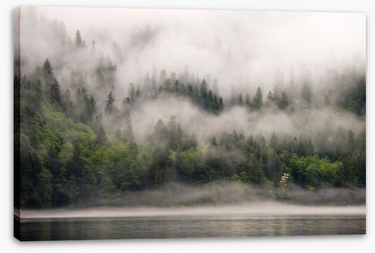 Fog from the forest