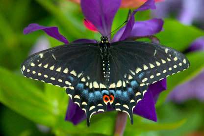 Insects