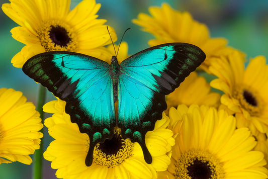Sea green swallowtail