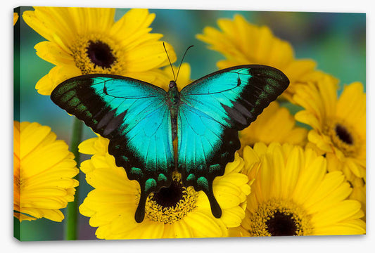 Sea green swallowtail