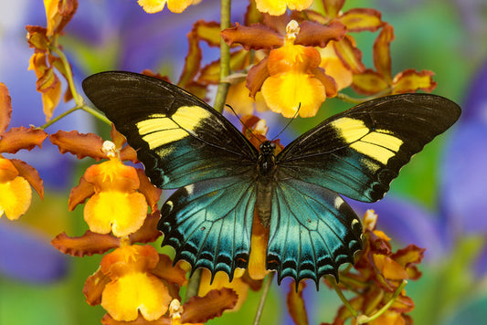 Insects