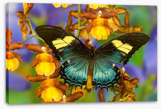 Insects