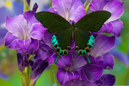 Insects
