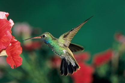 Birds