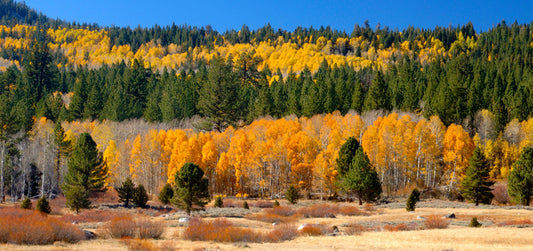 Aspens and evergreens