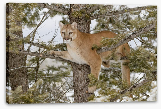 Mammals
