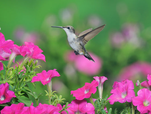 Pink petunia hummingbird