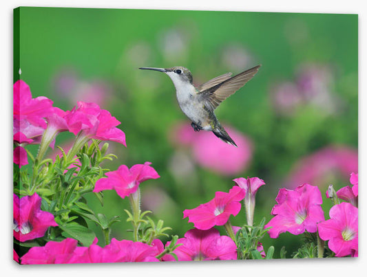 Pink petunia hummingbird