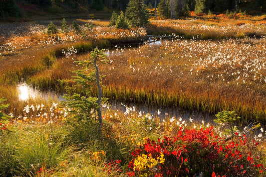 Wildflower stream
