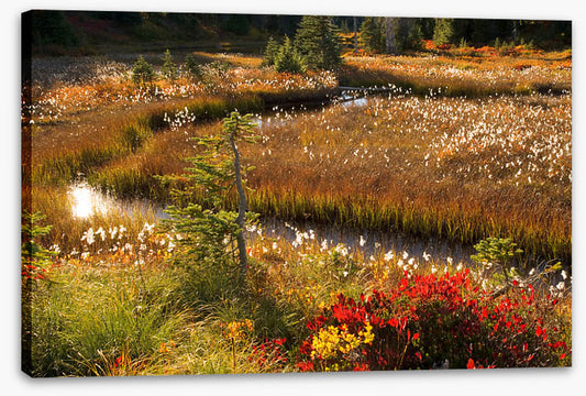 Wildflower stream