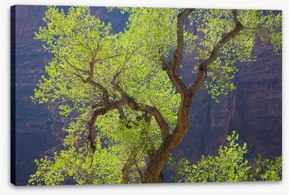 Cottonwood cliff