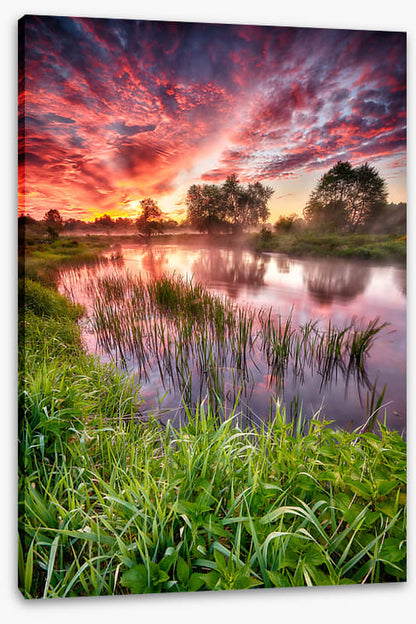 River reed sunset
