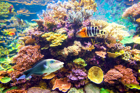 Floral reef