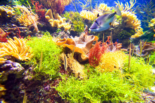 Underwater