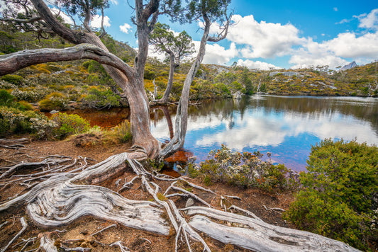 Lakeside gums
