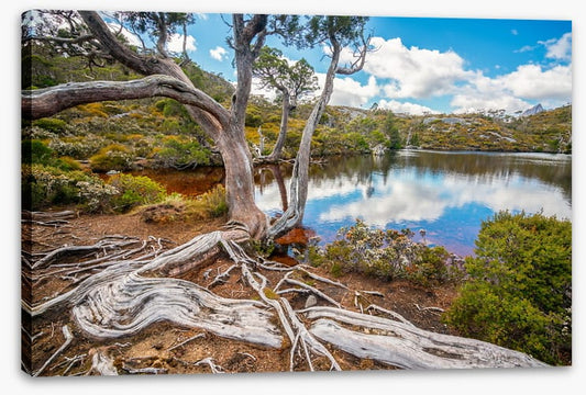 Lakeside gums
