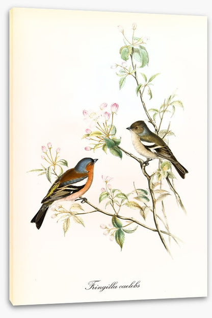 Fringilla coelebs
